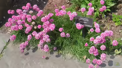 Armeria maritima im Garten pflanzen
