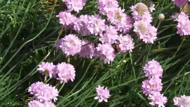 Armeria pseudarmeria im Garten pflanzen