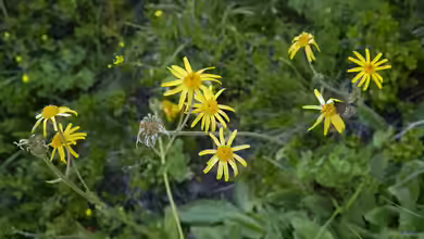 Arnica montana im Garten pflanzen