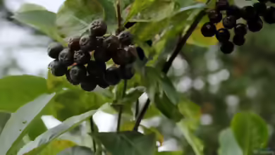 Aronia melanocarpa im Garten pflanzen