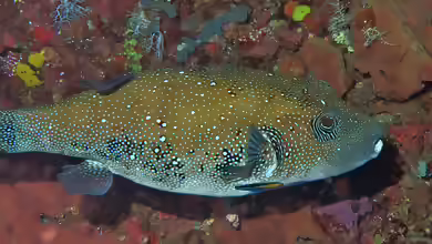 Arothron caeruleopunctatus im Aquarium halten