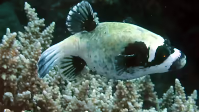 Arothron diadematus im Aquarium halten