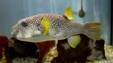 Arothron hispidus im Aquarium halten