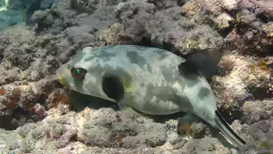 Arothron immaculatus im Aquarium halten