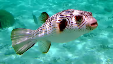 Arothron manilensis im Aquarium halten