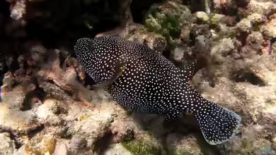 Arothron meleagris im Aquarium halten