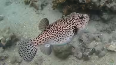 Arothron stellatus im Aquarium halten