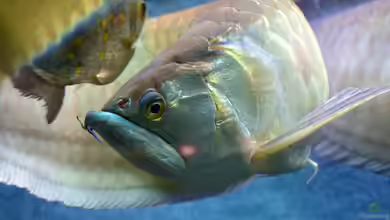 Arowanas im Aquarium halten