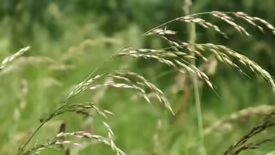 Arrhenatherum elatius im Garten pflanzen