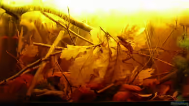 Artbecken für Betta tussyae von Mario