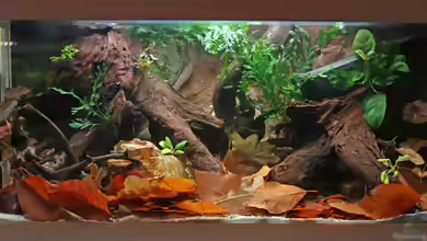 Artbecken für Zwergkrallenfrösche von Pollux92