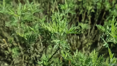 Artemisia abrotanum am Gartenteich