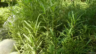 Artemisia dracunculus am Gartenteich