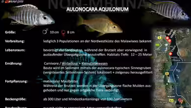 Artentafel - Aulonocara aquilonium
