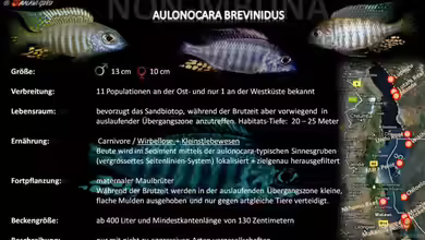 Artentafel - Aulonocara brevinidus