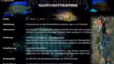 Artentafel - Aulonocara ethelwynnae