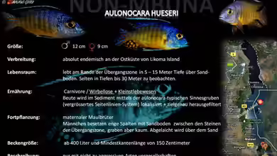 Artentafel - Aulonocara hueseri