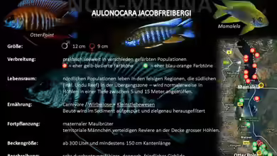 Artentafel - Aulonocara jacobfreibergi