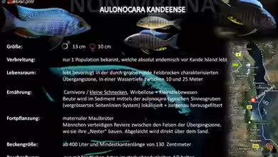 Artentafel - Aulonocara kandeense