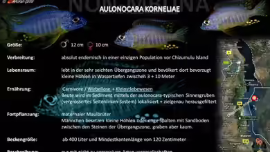 Artentafel - Aulonocara korneliae