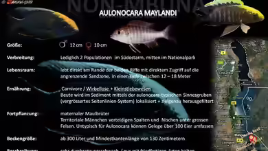 Artentafel - Aulonocara maylandi