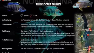 Artentafel - Aulonocara saulosi