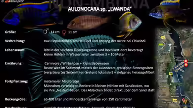 Artentafel - Aulonocara sp. ´lwanda´