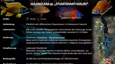 Artentafel - Aulonocara sp. ´stuartgranti maleri´