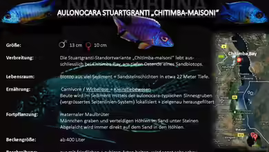 Artentafel - Aulonocara stuartgranti ´chitimba-maisoni´