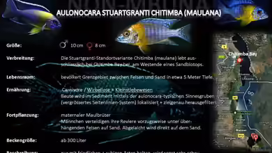 Artentafel - Aulonocara stuartgranti ´chitimba´ (maulana)