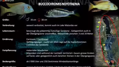 Artentafel - Buccochromis nototaenia