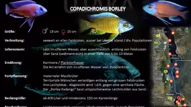 Artentafel - Copadichromis borley
