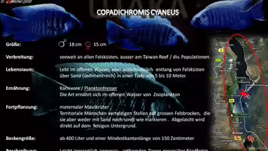 Artentafel - Copadichromis cyaneus