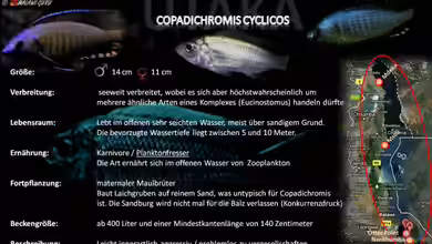 Artentafel - Copadichromis cyclicos
