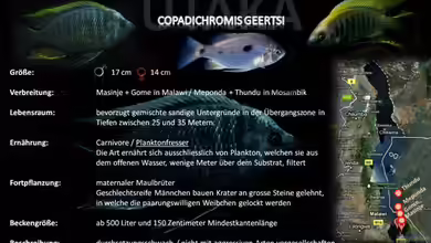 Artentafel - Copadichromis geertsi