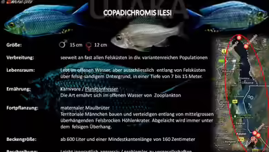 Artentafel - Copadichromis ilesi