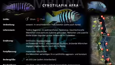 Artentafel - Cynotilapia afra