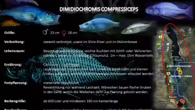 Artentafel - Dimidiochromis compressiceps