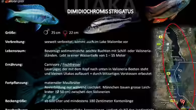 Artentafel - Dimidiochromis strigatus