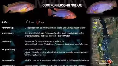Artentafel - Iodotropheus sprengerae