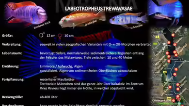 Artentafel - Labeotropheus trewavasae