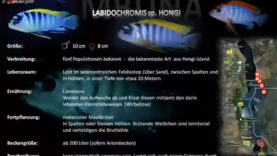 Artentafel - Labidochromis sp. ´hongi´