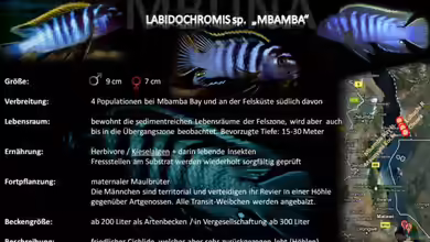 Artentafel - Labidochromis sp. ´mbamba´