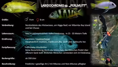 Artentafel - Labidochromis sp. ´perlmutt´
