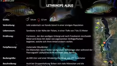 Artentafel - Lethrinops albus