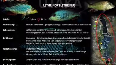 Artentafel - Lethrinops lethrinus