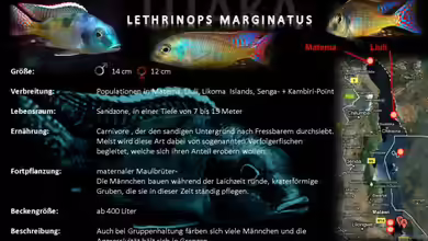 Artentafel - Lethrinops marginatus