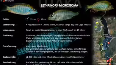 Artentafel - Lethrinops microstoma