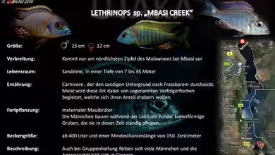 Artentafel - Lethrinops sp. ´mbasi creek´