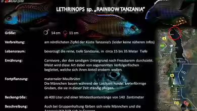 Artentafel - Lethrinops sp. ´rainbow tanzania´